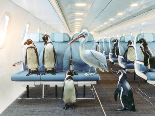 鳥を飛行機の機内ペット持ち込みにして海外移住した経験談と方法 世界雑学ノート