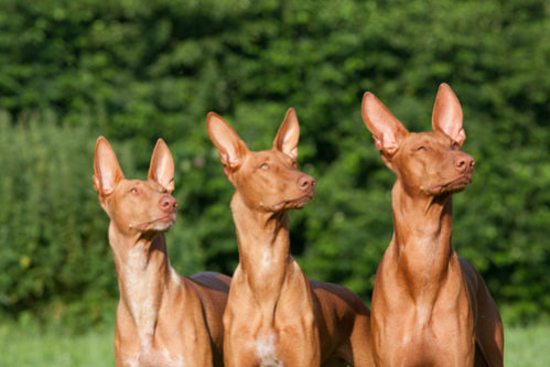 世界一高い犬種10選 値段の目安と共にランキング形式で見てみよう 世界雑学ノート