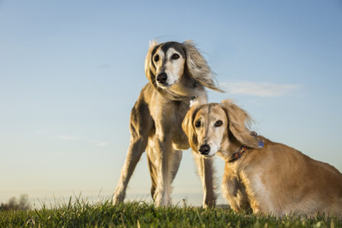 世界一高い犬種10選 値段の目安と共にランキング形式で見てみよう