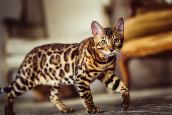 あそこ エネルギー 飼いならす ヒョウ 柄 の 猫 値段 Hamayakijirou Jp