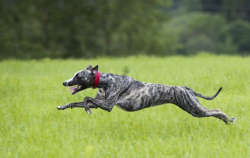 世界一速い動物ランキング 最速の地上動物決定戦 世界雑学ノート