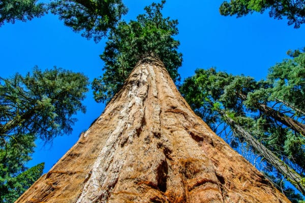 世界一高い木ランキング 世界一のハイペリオンは115 92m ではその次は 世界雑学ノート