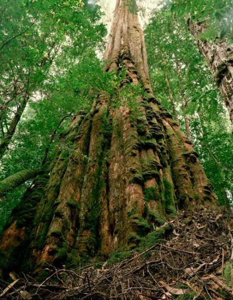 世界一高い木ランキング 世界一のハイペリオンは115 92m ではその次は 世界雑学ノート