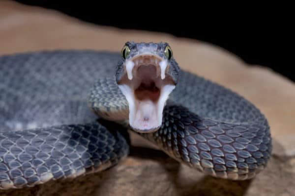 世界の毒蛇一覧 ブームスラング フィリピンコブラ ブラックマンバなどの恐ろしさを知っているか 世界雑学ノート