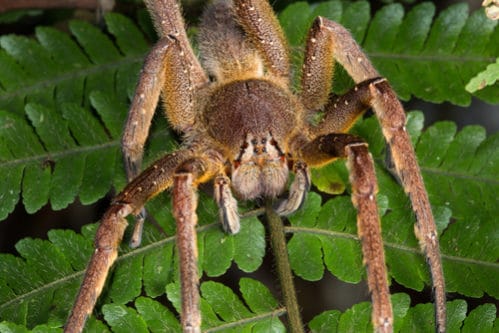 毒蜘蛛の種類や名前一覧 世界にいる危険な蜘蛛18種類を確認 世界雑学ノート
