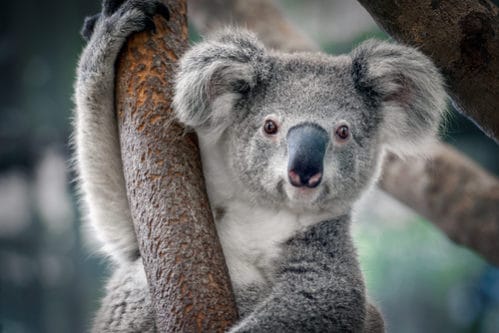 オーストラリアの動物15選 かわいい有名なものから危険種類の動物までを名前と一緒に紹介 世界雑学ノート