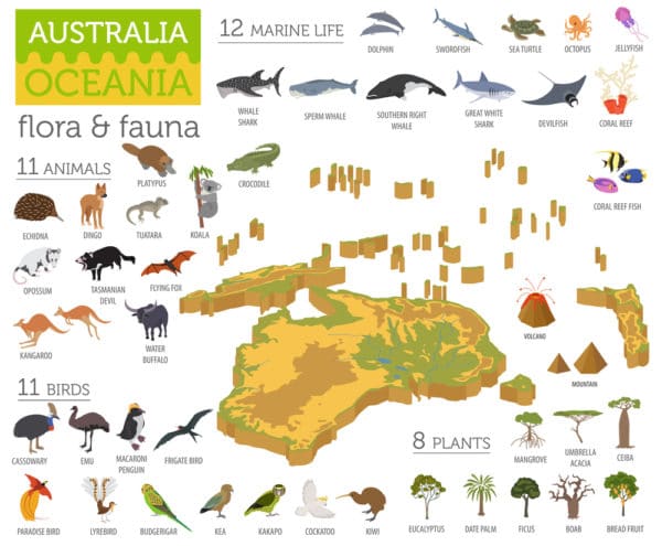 オーストラリアの動物15選｜かわいい有名なものから危険種類の動物までを名前と一緒に紹介！ 世界雑学ノート