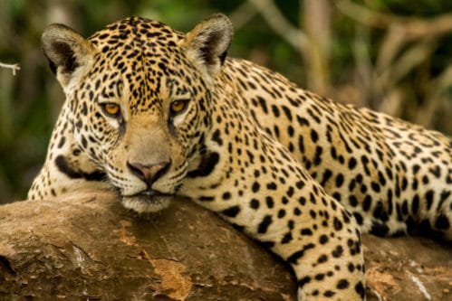 アマゾンの熱帯雨林や川に生息する危険生物 動物14選 世界雑学ノート