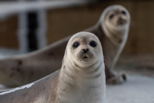 世界一かわいい動物一覧 画像付き クオッカやクロアシネコなど 世界雑学ノート