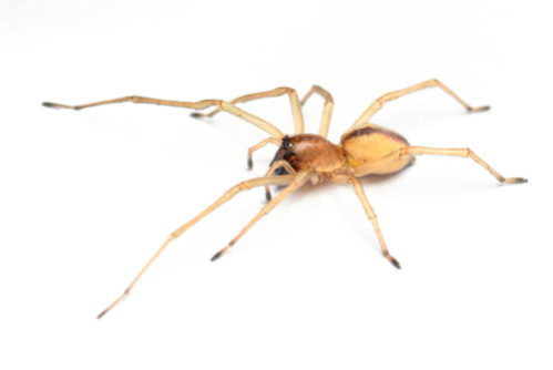 毒蜘蛛の種類や名前一覧 世界にいる危険な蜘蛛18種類を確認 世界雑学ノート