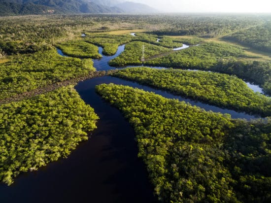 アマゾンの熱帯雨林や川に生息する危険生物 動物14選 世界雑学ノート
