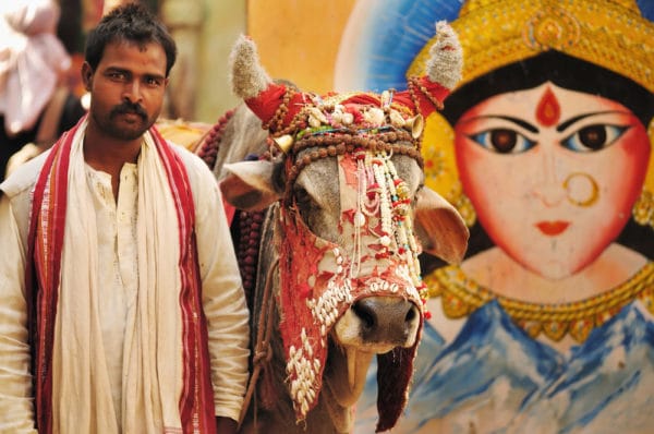 インドと牛 ヒンドゥーの歴史における神様的立場の変容とその裏側 世界雑学ノート