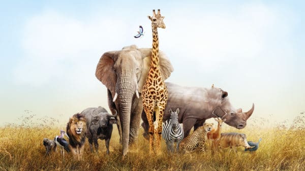 アフリカの動物 生き物一覧 アフリカ大陸に適応した生物21選 世界雑学ノート