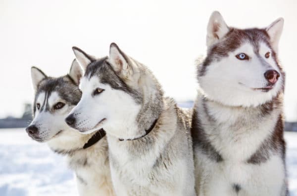 ロシア原産の犬11種類と他の旧ソ連地域を原産とする犬3種 世界雑学ノート