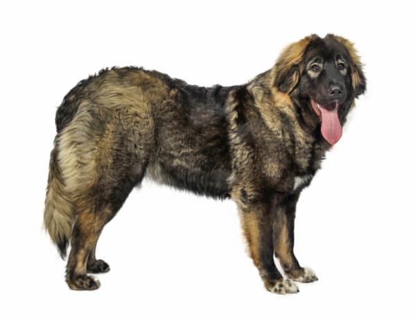ロシア原産の犬11種類と他の旧ソ連地域を原産とする犬3種 世界雑学ノート
