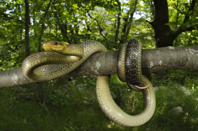 蛇と神話の関係や伝説に出てくる蛇 サーペント を確認 世界雑学ノート