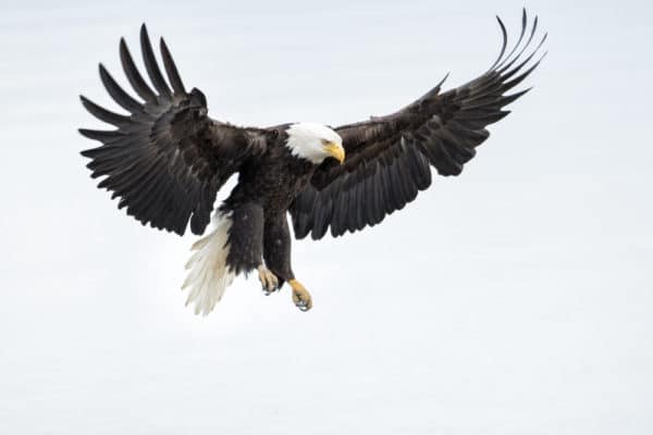アメリカの国鳥 ハクトウワシが象徴となった歴史と生態 世界雑学ノート