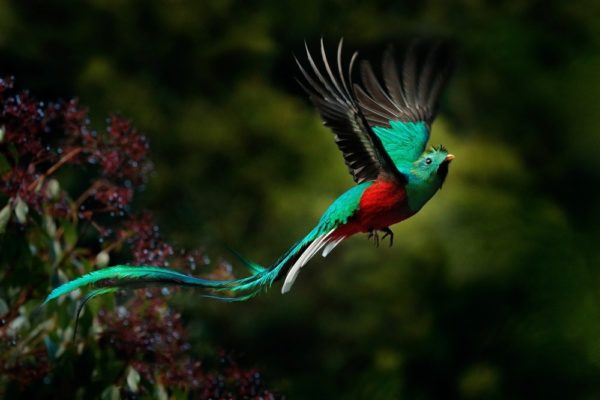 ケツァール 火の鳥 コスタリカやグアテマラに棲むかわいい鳥 世界