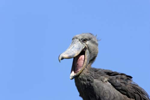 shoebill bird noise