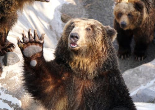 世界最大の熊 世界一大きな熊とは 合わせて世界最小の熊まで紹介 世界雑学ノート