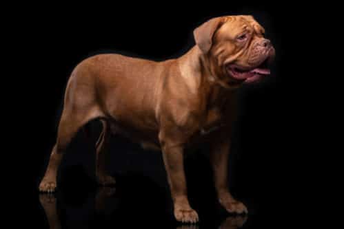 世界一大きい犬 世界一でかい犬 世界最大級の犬15選 世界雑学ノート