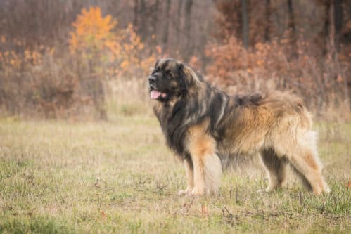 世界一大きい犬 世界一でかい犬 世界最大級の犬15選 世界雑学ノート