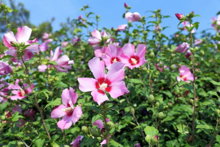 韓国の国花はムクゲ その特徴から庭木としての歴史裏話まで 世界雑学ノート
