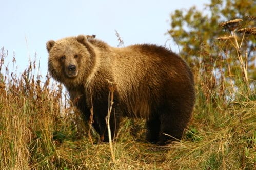 世界最大の熊 世界一大きな熊とは 合わせて世界最小の熊まで紹介 世界雑学ノート