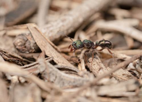 危険なアリ一覧 毒を持ち攻撃的で危ないアリ10選 世界雑学ノート