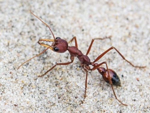 危険なアリ一覧 毒を持ち攻撃的で危ないアリ10選 世界雑学ノート