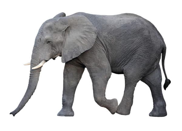 アフリカゾウの大きさ 体重 体長 世界最大の陸上動物 世界雑学ノート