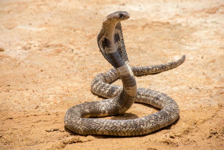 キングコブラの大きさ 体長と体重 世界最大の毒蛇 世界雑学ノート