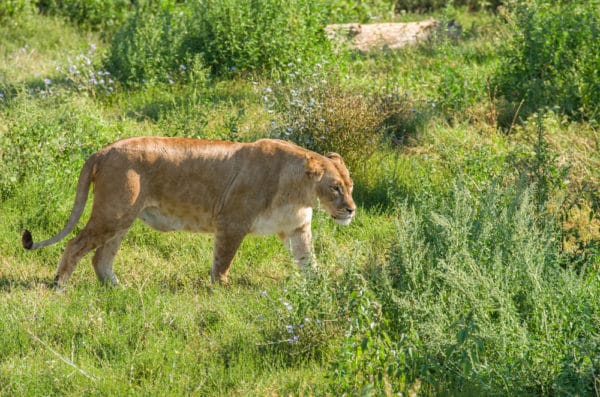 ライガーの大きさ 体長 体重 とは 世界最大のネコ科動物 世界雑学ノート