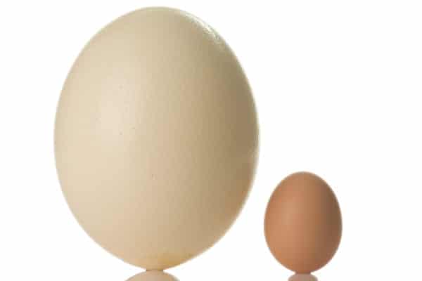 ダチョウの卵の大きさ(重さと長さ)【世界一大きい卵】 | 世界雑学ノート
