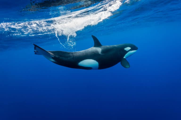 シャチの速度 スピード はどれぐらい イルカより速い 世界雑学ノート