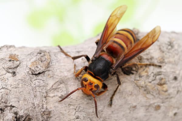 オオスズメバチの大きさ 体長 スズメバチ最大サイズ 世界雑学ノート