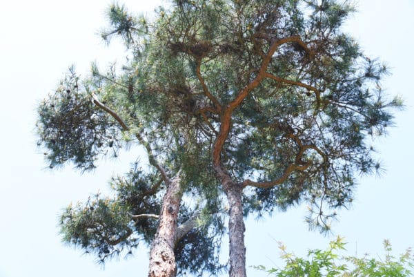 松の木の高さとは 種類による違いや世界一高い個体も解説 世界雑学ノート