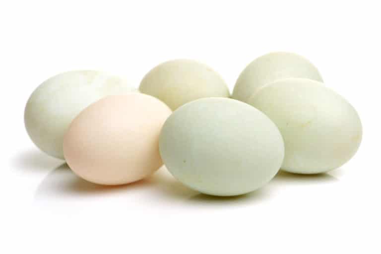 アヒルの卵の大きさ 直径 重さ ニワトリより若干大きい 世界雑学ノート