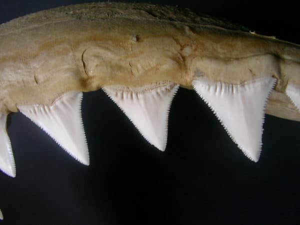 ホオジロザメの歯に関する豆知識【歯の大きさや数は？】 | 世界雑学ノート