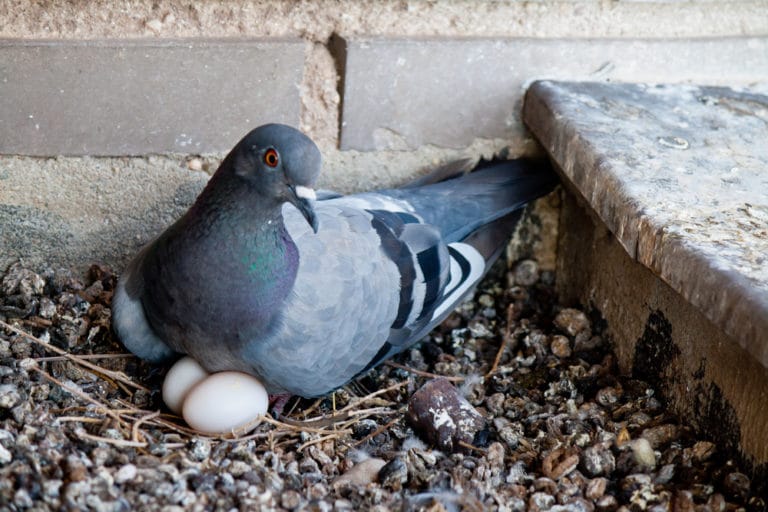 鳩の卵の大きさ 直径 重さ うずらの卵より少し大きい 世界雑学ノート