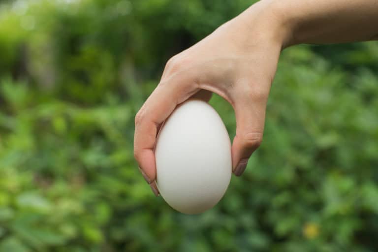 ガチョウの卵の大きさ 鵞鳥の卵はニワトリの卵2 3個分 世界雑学ノート