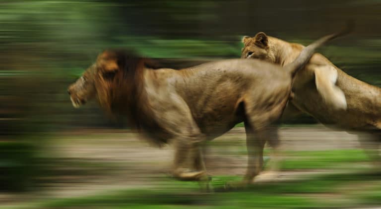 ライオンの走る速さ 速度 は時速何キロ トップスピードは驚愕 世界雑学ノート