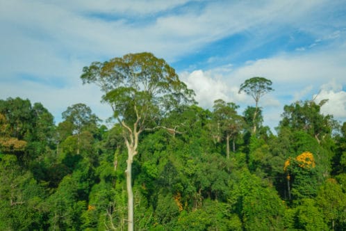熱帯雨林の植物一覧 ブロメリアからマホガニーまで25選 世界雑学ノート