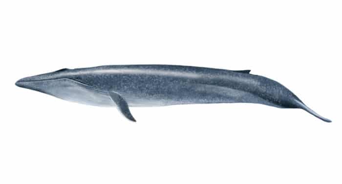シロナガスクジラの大きさ(全長・体重)【比較や最大サイズ】