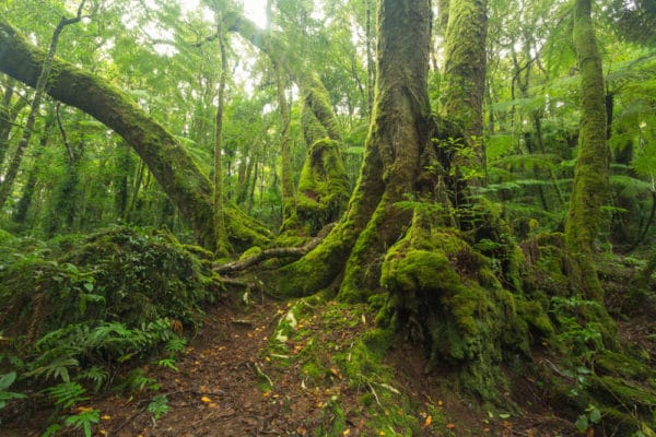 熱帯雨林の植物一覧 ブロメリアからマホガニーまで25選 世界雑学ノート
