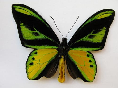 世界一大きい蝶・世界最大の蝶｜世界一でかい蝶々10種！ | 世界雑学ノート