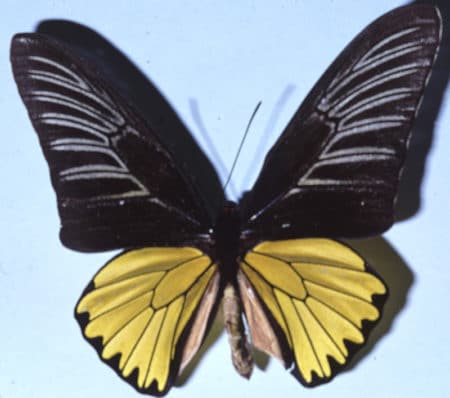世界一大きい蝶・世界最大の蝶｜世界一でかい蝶々10種！ | 世界雑学ノート