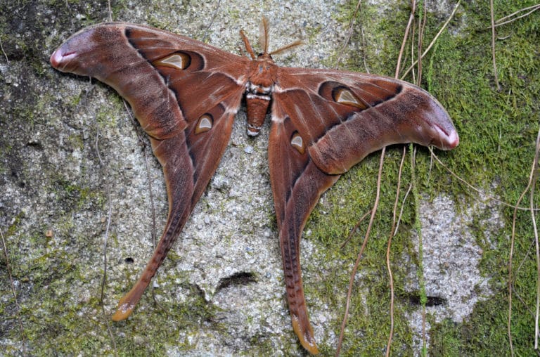 世界一大きい蛾 世界一でかい蛾 世界最大の蛾トップ3 世界雑学ノート