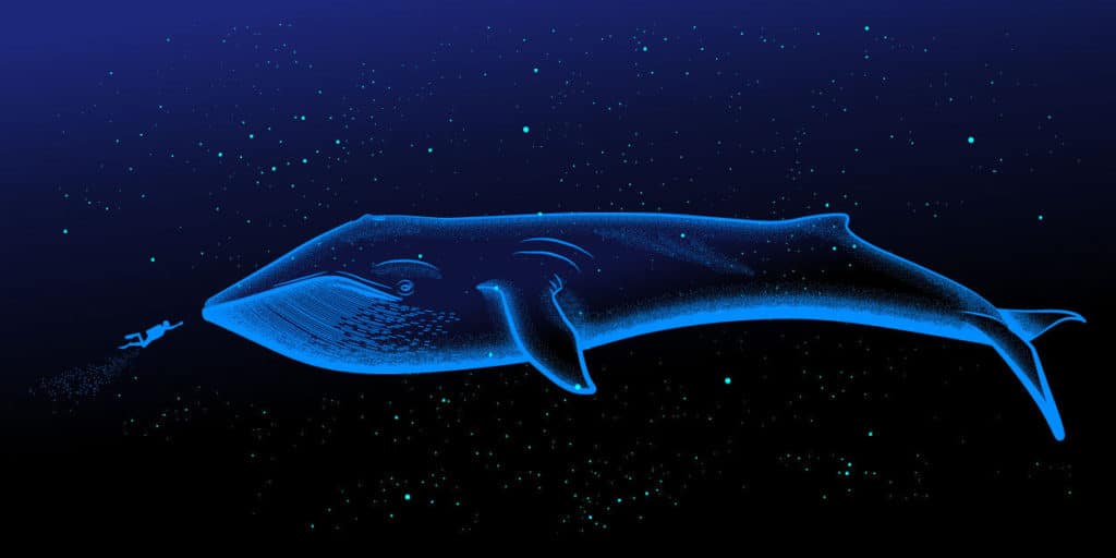 世界一大きいクジラ・世界一でかいクジラ ｜世界最大のクジラ10種類 世界雑学ノート