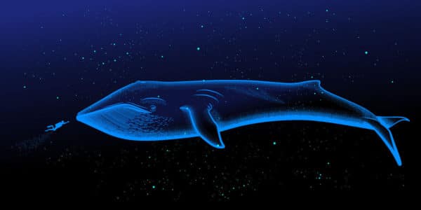 世界一大きいクジラ 世界一でかいクジラ 世界最大のクジラ10種類 世界雑学ノート